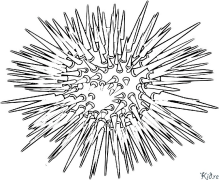 urchin פּרינטאַבאַל קאַלערינג בלעטער